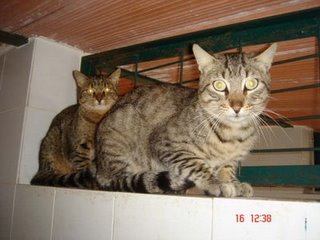 Machito Bild von Machito