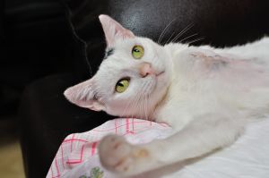 Arwen Bild von Arwen