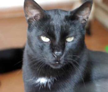 Pepper Bild von Pepper