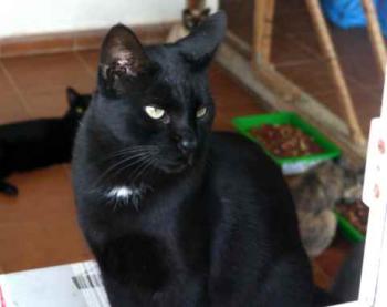 Pepper Bild von Pepper