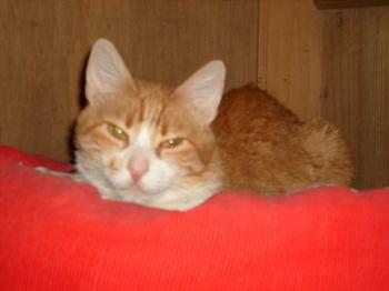 Ginny Bild von Gene