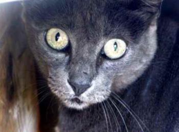 Bild von Romy