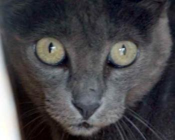 Bild von Romy