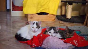 Frieda Bild von Frieda