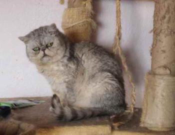 Lenore Bild von Lenore