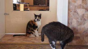 Mazurca Bild von Mazurca