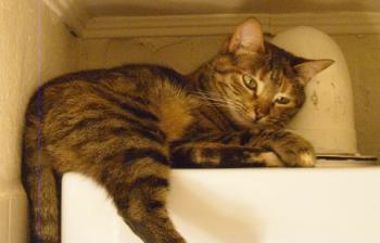 Adele - Eileen Bild von Adele - Eileen