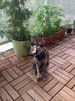 Aisha Bild von Aisha