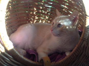 Apricot Bild von Apricot