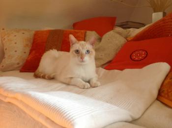 Apricot Bild von Apricot