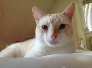 Apricot Bild von Apricot