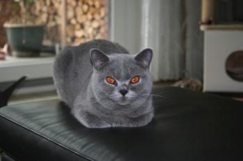 Mia´s Helmi Bild von Mia´s Helmi