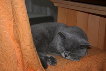 Mia´s Helmi Bild von Mia´s Helmi