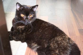 Lady Jule-Luisa Bild von Lady Jule-Luisa