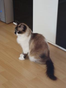 Cheyenne Bild von Cheyenne