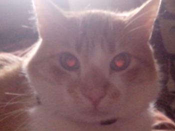 Curro Bild von Curro