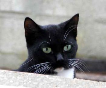 Bild von Mila