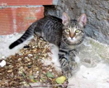Pochito Bild von Pochito