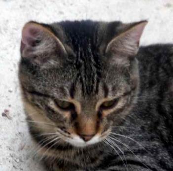 Pochito Bild von Pochito