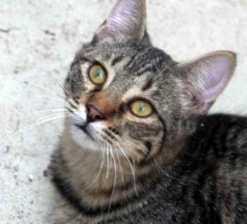 Pochito Bild von Pochito