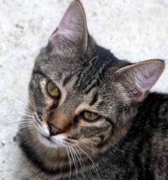 Pochito Bild von Pochito