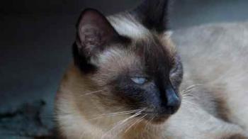 Shari Bild von Shari