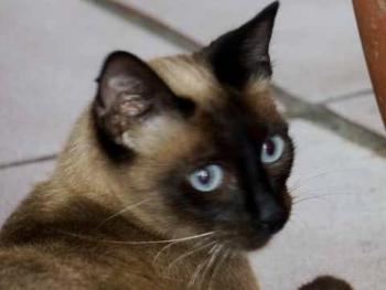 Shari Bild von Shari