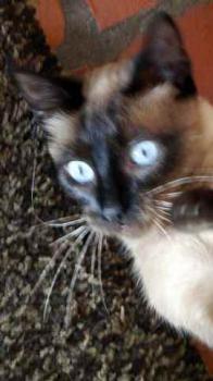Shari Bild von Shari