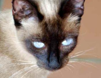 Shari Bild von Shari