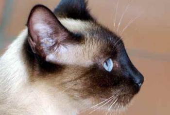 Shari Bild von Shari