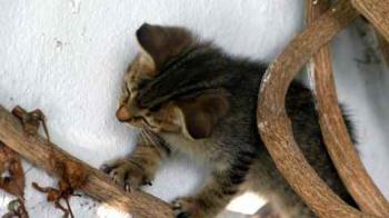 Liese Bild von Liese