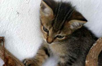 Liese Bild von Liese