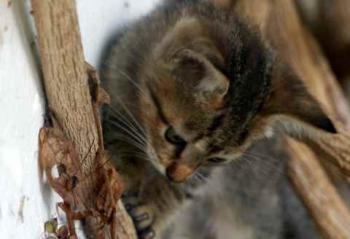 Liese Bild von Liese