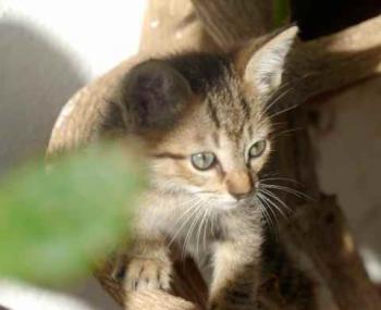 Liese Bild von Liese