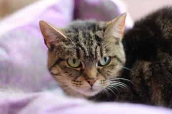 Bild von Nala