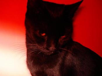 Reina Bild von Reina