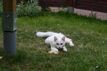 Blanca Bild von Blanca