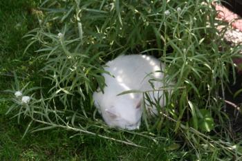 Blanca Bild von Blanca