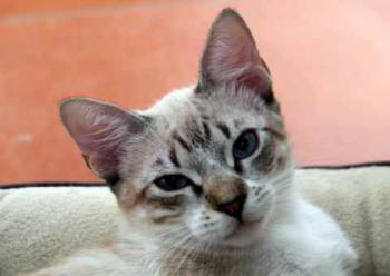 Minou Bild von Minou
