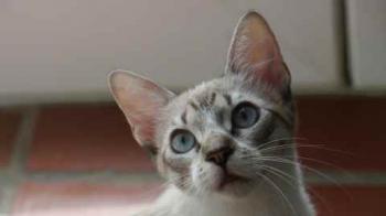 Minou Bild von Minou