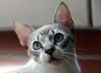 Minou Bild von Minou