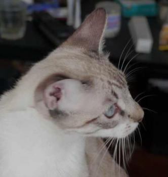 Minou Bild von Minou