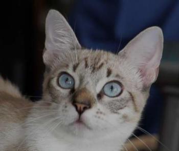 Minou Bild von Minou