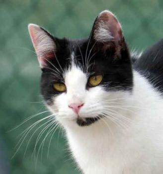Blacky Bild von Blacky