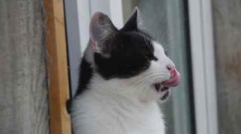Blacky Bild von Blacky