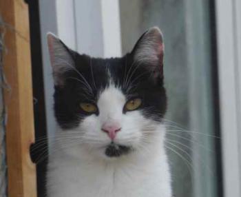 Blacky Bild von Blacky