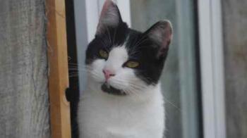 Blacky Bild von Blacky