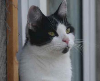 Blacky Bild von Blacky