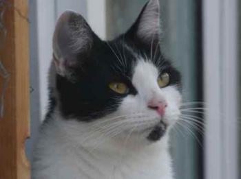 Blacky Bild von Blacky