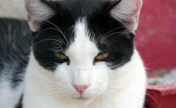 Rocky Bild von Rocky